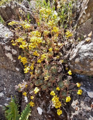 Aeonium simsii bei Juncalillo (618x800).jpg