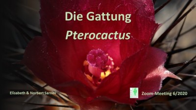 DKG_Zoom_Pterocactus (1) Norbert Sarnes.jpg