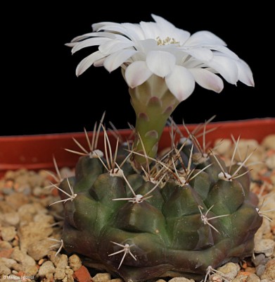 VoS_09-525_Gymnocalycium_anisitsii[2].JPG