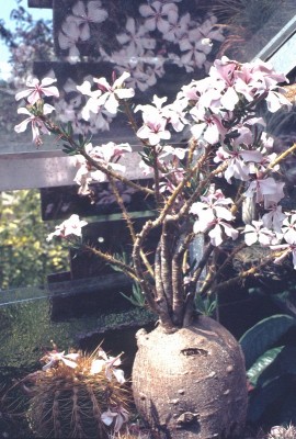 1 Pachypodium succulentum, Blüten.jpg