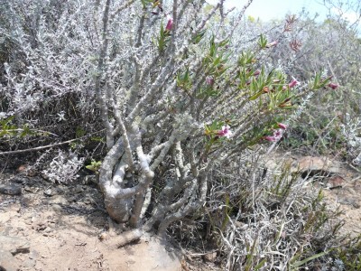 2)ZA,Pachypodiun bispinosum (800x600).jpg