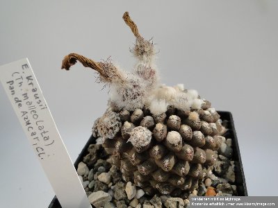 Eriosyce krausii (Th. malleolata) 2010 Juli4 021_klein.jpg