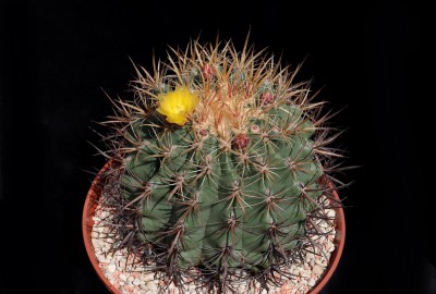 IMG_8775-a.jpg (438.78 KiB) 11559 mal betrachtet Feroc. acanthodes subsp. eastwoodiae