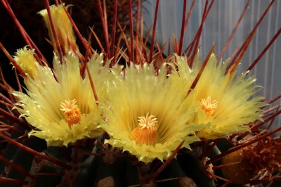 IMG_8896-b.jpg (453.31 KiB) 11559 mal betrachtet Feroc. rectispinus / Playa el Coyote