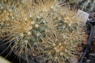 Copiapoa_krainziana_OLV064_06_Gruppe3_RIMG0810.jpg