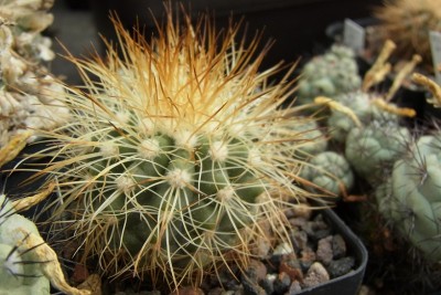 Copiapoa_krainziana_OLV064_we_01_RIMG0853.jpg