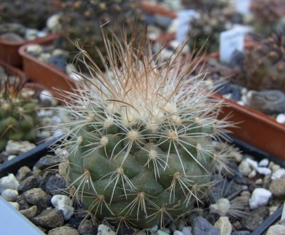 Copiapoa_krainziana_OLV064_ei_01_RIMG0849.jpg