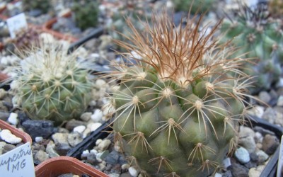 Copiapoa_krainziana_OLV064_ei_02_RIMG0850.jpg