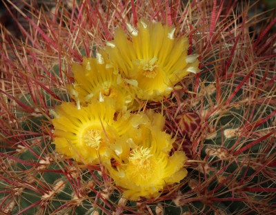 IMG_9111-b.jpg (448.87 KiB) 11420 mal betrachtet Feroc. acanthodes subsp.lecontei