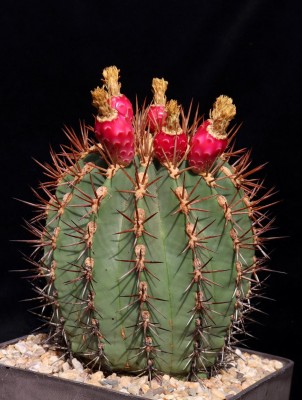 IMG_9168-a.jpg (228.12 KiB) 11420 mal betrachtet Feroc. lindsayi