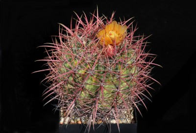 IMG_9568-a.jpg (467.18 KiB) 11084 mal betrachtet Feroc. hybr. (lecontei x orcuttii)