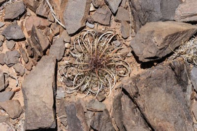 Parodia maassii