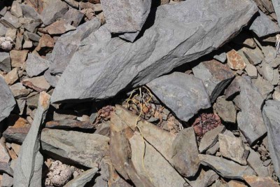 W_neumanniana.JPG (99.14 KiB) 12173 mal betrachtet Weingartia neumanniana eingeschrumpft