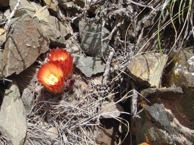 DSC06956.JPG (101.75 KiB) 12044 mal betrachtet Eriosyce