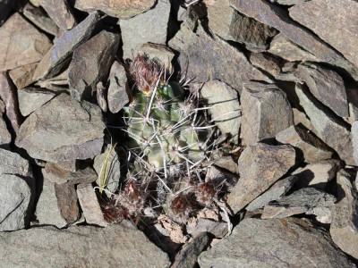 IMG_2274.JPG (128.33 KiB) 12803 mal betrachtet Austrocactus ferrarii