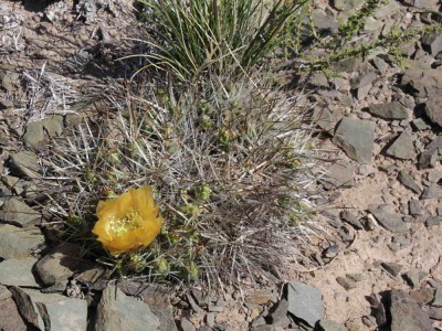 IMG_7478.JPG (101.47 KiB) 12044 mal betrachtet Maihueniopsis