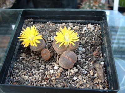 Lithops.spec1.jpg