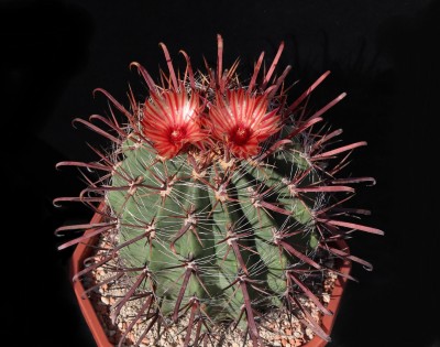 IMG_9911-aaa.jpg (340.41 KiB) 10977 mal betrachtet Feroc. peninsulae - Sämling von 1985 (de Herdt)