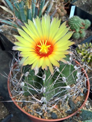 Astrophytum capricorne.jpg