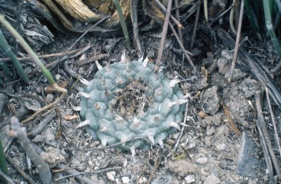 Lophophora williamsii 2 (800x523).jpg