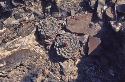 Strombocactus diciformis 1 (800x526).jpg