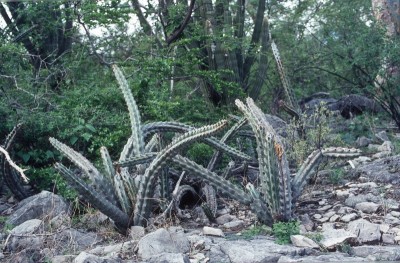 14a  in Puebla.jpg
