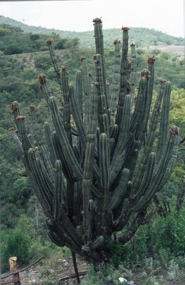 17 Cereus spec..jpg