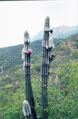 18 Pilosocereus spec. Puebla.jpg