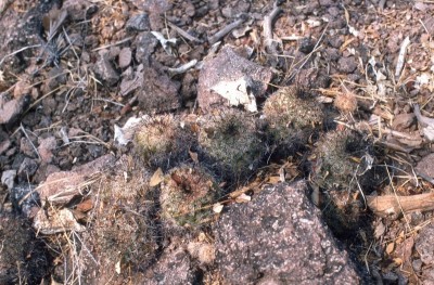 45 Mammilaria beiselii.jpg