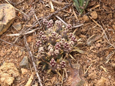 Maihueniopsis glochidiata