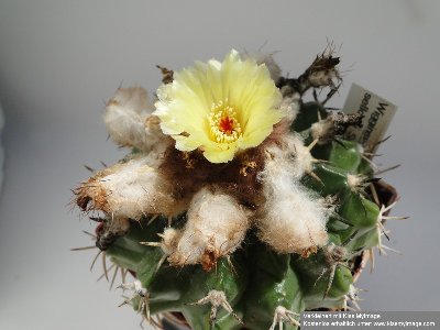 Parodia sellowii (Wigginsia sellowii) 2010 Juli8 049_klein.jpg