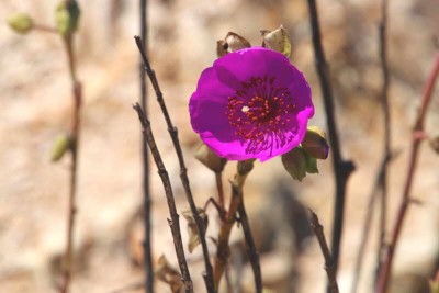 Cistanthe oder Calandrinia? Ich bin nicht sicher.