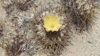 Copiapoa ahremephiana mit Blüte