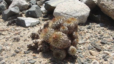 Polster der Copiapoa ahremephiana