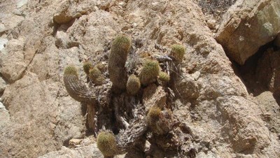 Copiapoa decorticans - unerreichbar in der Wand