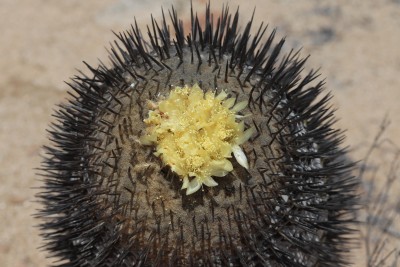 Copiapoa columna-alba