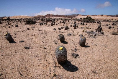 Copiapoa columna-alba