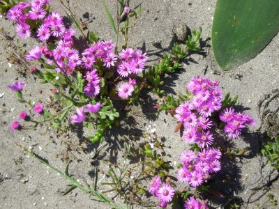 13, Lampranthus speciosa.jpg