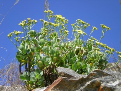 10,Othona capensis.jpg