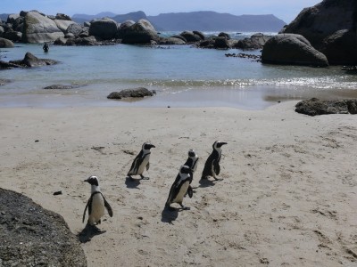 6,Pinguine bei Simonstown.jpg