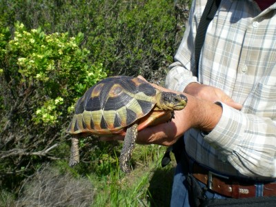 4, Ernst mit Schildkröte.jpg