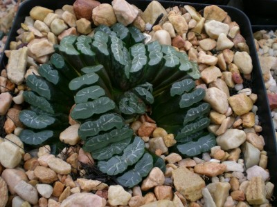 12,SA,Haworthia truncata.jpg