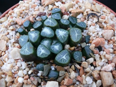 8,SA,Haworthia maughanii.jpg