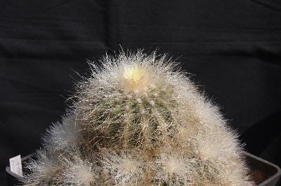 Copiapoa krainziana