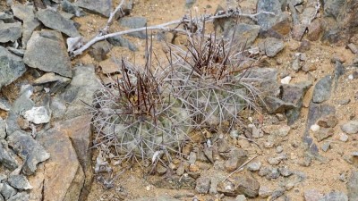 Cop_taltal_QM.JPG (103.07 KiB) 11342 mal betrachtet Copiapoa taltalensis ???