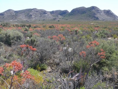 18,Feld mit Aloe striata.jpg