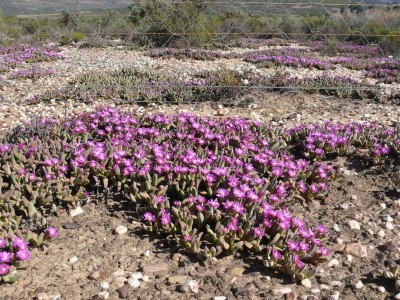 17,Gibbaeum petrense.jpg