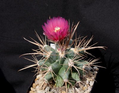 IMG_9463.jpg (81.18 KiB) 94289 mal betrachtet Ferobergia prifor (L. principis x F. fordii)