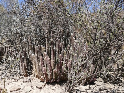 7,Stapelia hirsuta.jpg