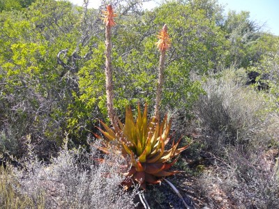 2,Aloe lineata.jpg